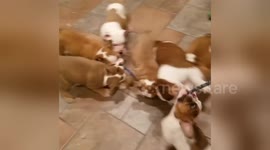 Newsflare Edit - Bullies  Tug-of-War