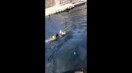 Sea otters