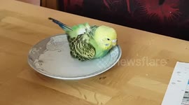 Pipi the budgie taking a bath No2
