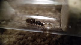 Lasius Niger Queen after Flying ant day!