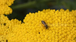 Wasps Hornet on Flower Closeup 4k
