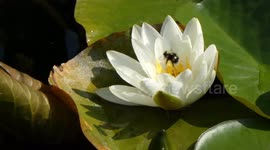 Pond Life Lilly Red Blue Damselfly Bumble Bee