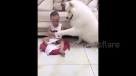 Adorable moment fluffy dog stops toddler from biting toilet paper