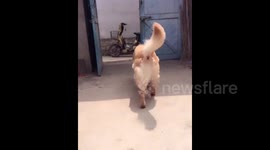 Clever dog can do work for owner
