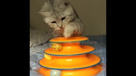 Cat loves playing Cheese Chase