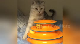 Newsflare Edit - Cat loves playing Cheese Chase
