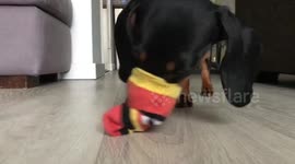 Dachshund attempts to get cookies out of a sock