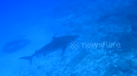 Tiger Shark