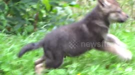 Cute little of five newborn wolf cubs