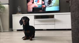 Sounds to make your dog howl: 'GUARANTEED TO WORK'