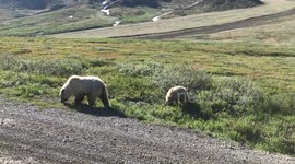 Grizzly Bear Walks by Our Bus in Denali National Park
