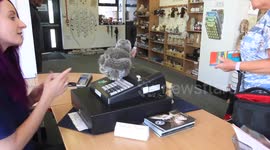 Adorable baby owls are a hoot after getting jobs