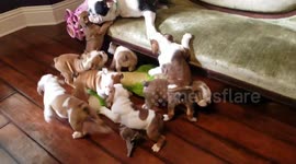 Just a bulldog mum and her nine very energetic pups