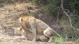 Mating Wild Lions - From Acceptance to Rejection