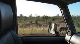 Fooling around -  asking a wild hyena for directions