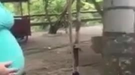 Curious orangutan touches pregnant woman's belly