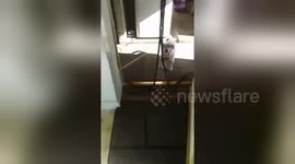 Newsflare Edit - Confused Jack Russell!