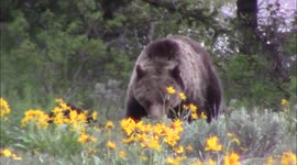 Monster grizzly bear with cubs at Pilgrim Creek, Grand Teton National Park