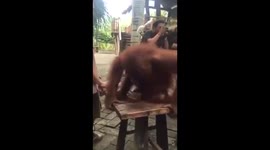 Newsflare Edit - Curious orangutan touches pregnant woman's belly