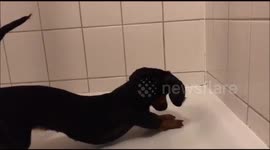 Dog discovers a moth in the shower