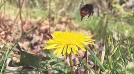 Bumblebee taking off in slow motion