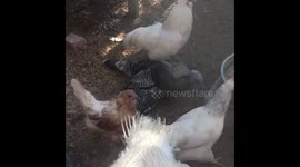 Rooster who thinks xmas is a chicken
