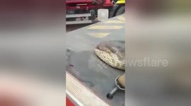 Newsflare Edit - Largest snake found in Zimbabwe