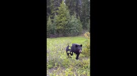 Attack by the bear trip to jasper canada
