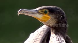 Great Cormorant and Ducks - Tufted makes appearance England UK June