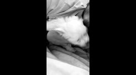 Cute dog