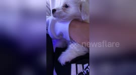 Newsflare Edit - Cute dog