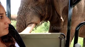 Huge wild elephant shunts safari jeep inches from tourist's face
