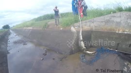 Man rescues angry crocodile from irrigation channel