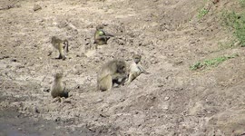 Welcome to the Baboon Groom Day Spa