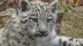 Too cute! Snow leopard cubs revealed at UK zoo
