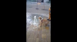 Bulldog loves a water fountain