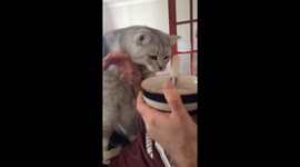 Trying to eat cereal with a greedy cat around