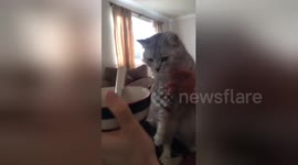 Newsflare Edit - Trying to eat cereal with a greedy cat around