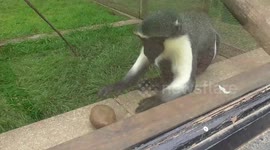 Just a hyperactive monkey going crazy over a stone