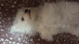 cute dog