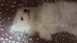 Newsflare Edit - cute dog