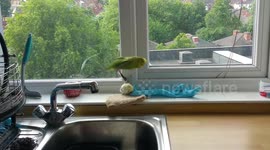 Budgies Fight Over a Glove