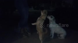 my dog walks