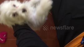 Cute dog