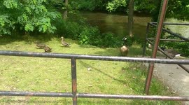 Alpha Geese wanting to fight!