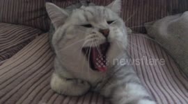 Cats yawning in slow motion is terrifying!