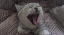 Cats yawning in slow motion is terrifying