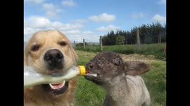 Golden retriever bottle feeds orphaned lamb