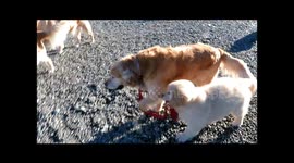 Baby Lewis taking his big big brother for a walk