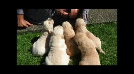 Paul Teaches pups how to howl